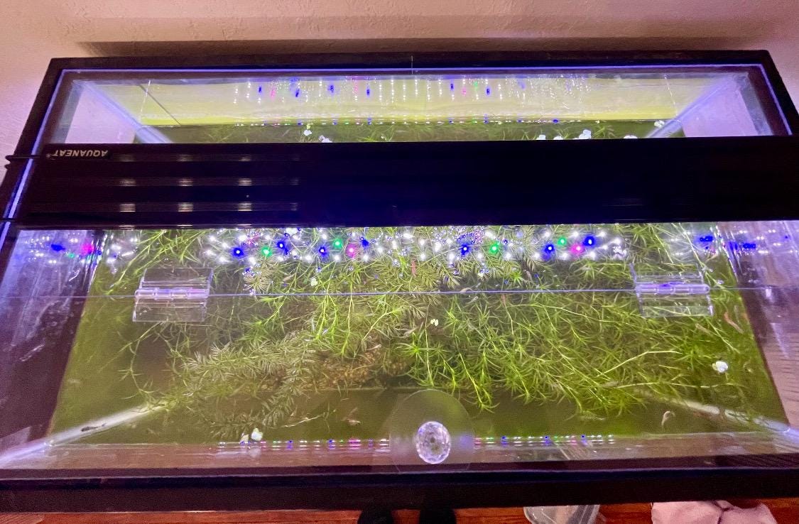 Aquarium Lid 10 gallon High Clear 3/16” Polycarbonate